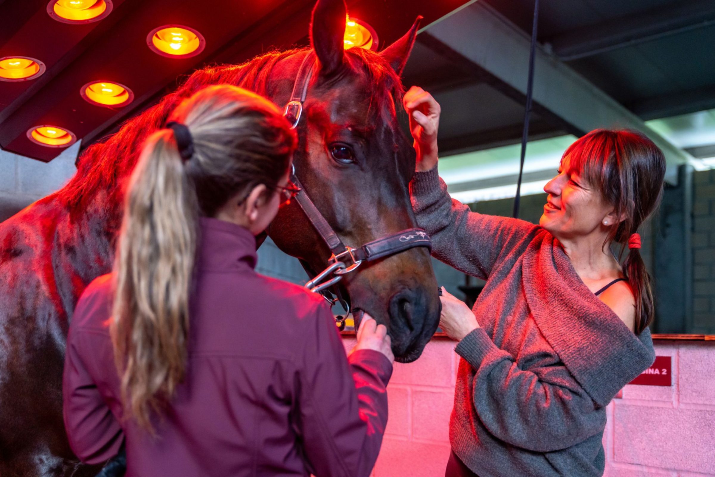 Can Pets Use Red Light Therapy? What Are the Benefits and Is It Safe?